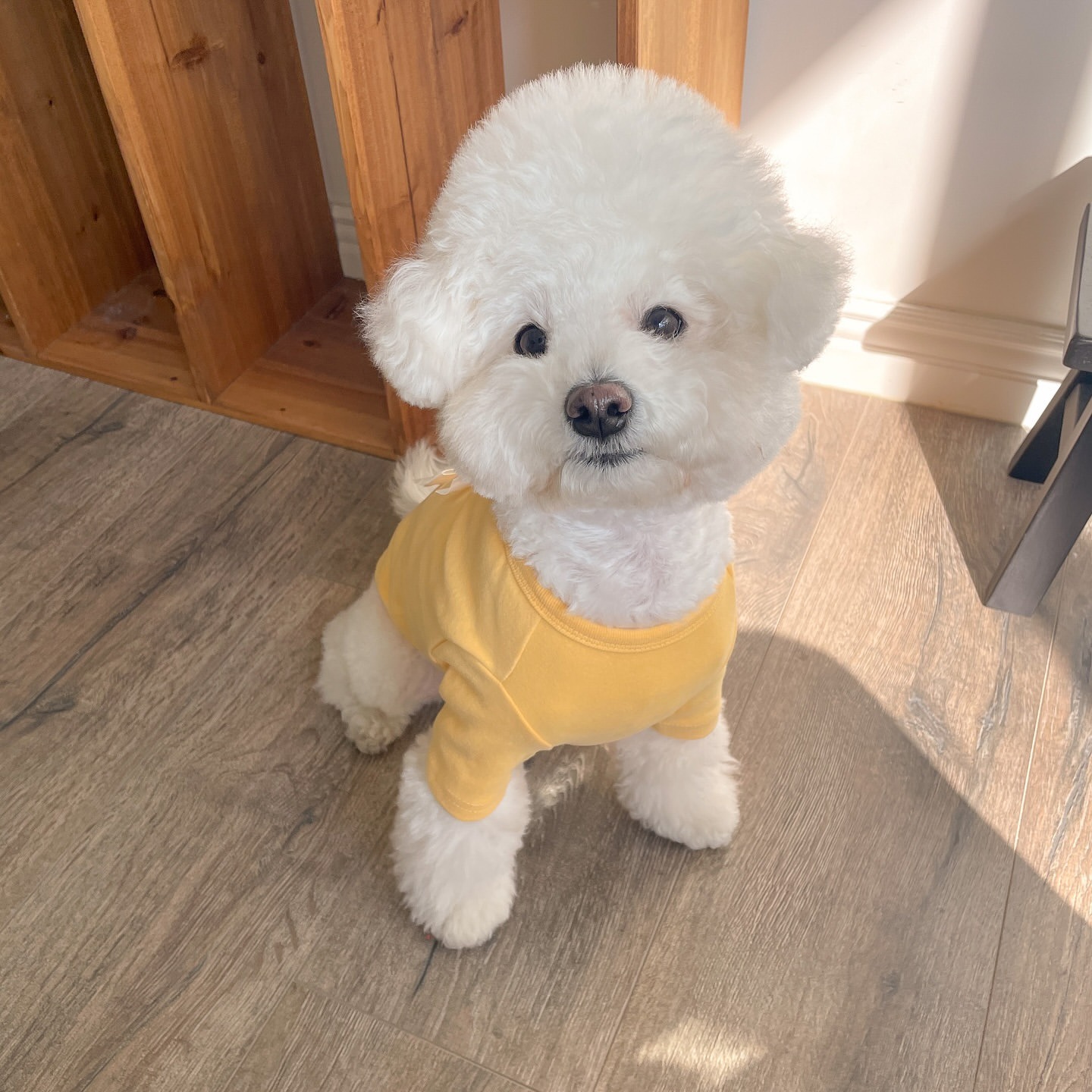 Winter Poedel Dieptepunt Shirt - Winter Clothing For Dogs recensie en prijs